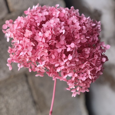 Preserved Hydrangea With Stem-031