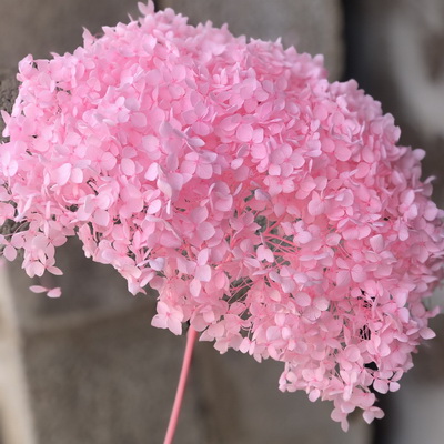 Preserved Hydrangea With Stem-010