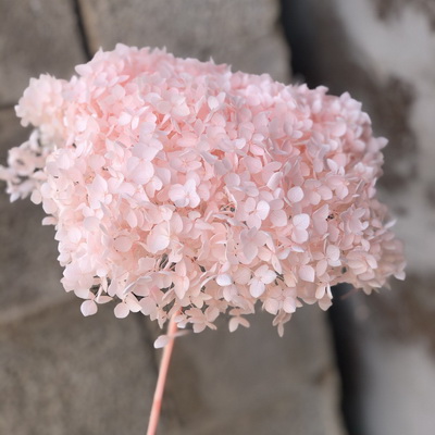 Preserved Hydrangea With Stem-034