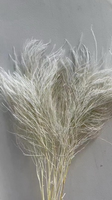 Preserved Stone Grass Flower-05