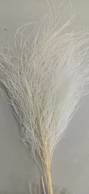 Preserved Stone Grass Flower-11
