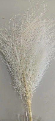 Preserved Stone Grass Flower-11