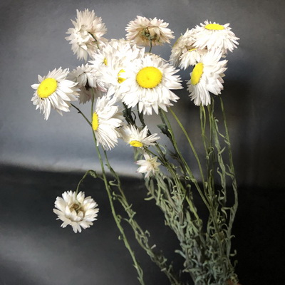Dried Daisy Flowers-05