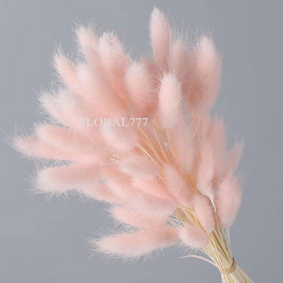 Dried Lagurus ovatus-Bunny Tails-03