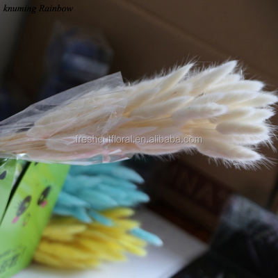 Dried Lagurus ovatus-Bunny Tails-02