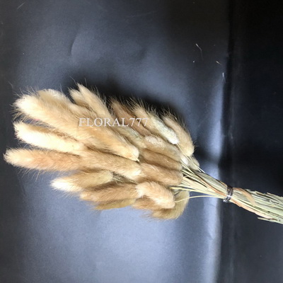 Dried Lagurus ovatus-Bunny Tails-01