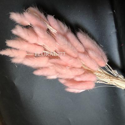 Dried Lagurus ovatus-Bunny Tails-05