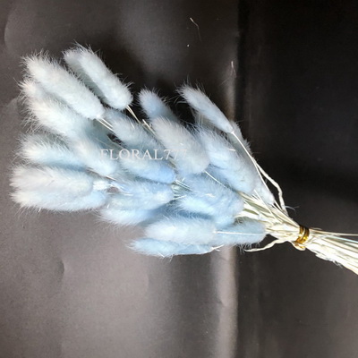 Dried Lagurus ovatus-Bunny Tails-15