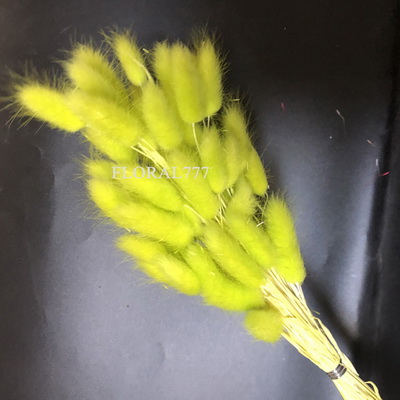 Dried Lagurus ovatus-Bunny Tails-21