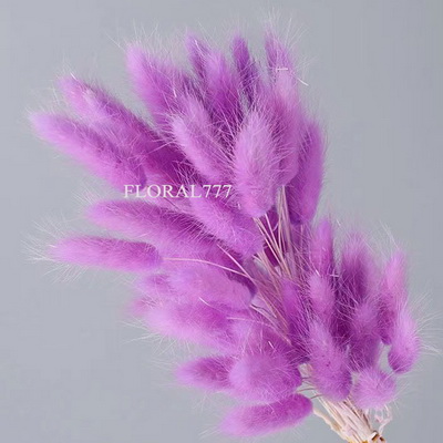 Dried Lagurus ovatus-Bunny Tails-13