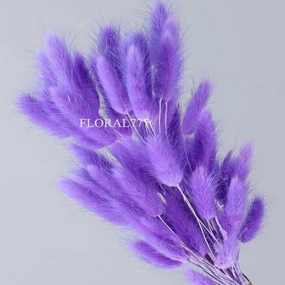 Dried Lagurus ovatus-Bunny Tails-14