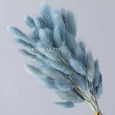 Dried Lagurus ovatus-Bunny Tails-17