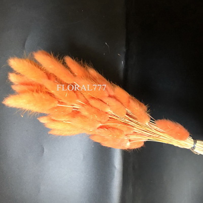 Dried Lagurus ovatus-Bunny Tails-20