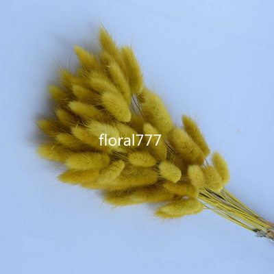 Dried Lagurus ovatus-Bunny Tails-22