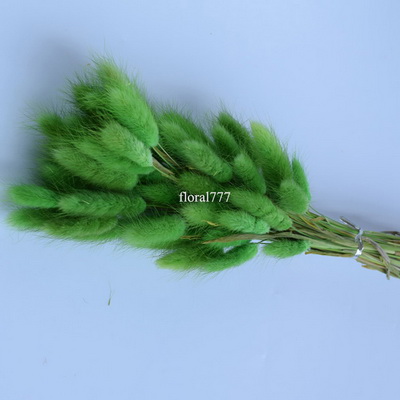 Dried Lagurus ovatus-Bunny Tails-26