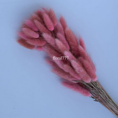 Dried Lagurus ovatus-Bunny Tails-25