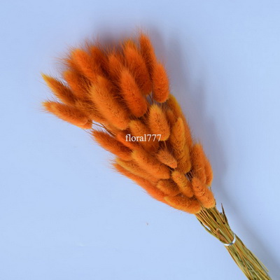 Dried Lagurus ovatus-Bunny Tails-27