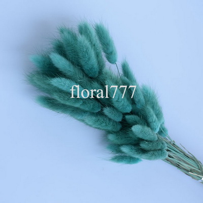 Dried Lagurus ovatus-Bunny Tails-23