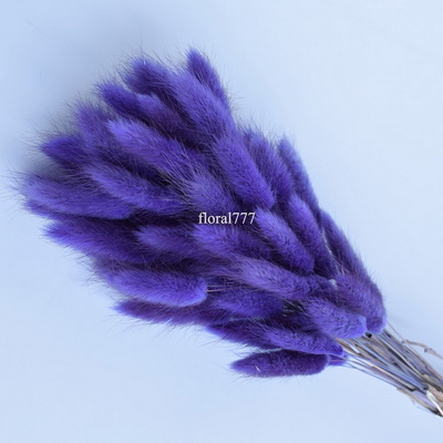 Dried Lagurus ovatus-Bunny Tails-24