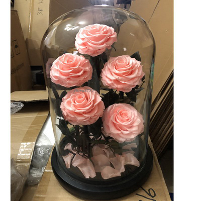 Five-5 Preserved Rose In Glass Dome-Peach Color