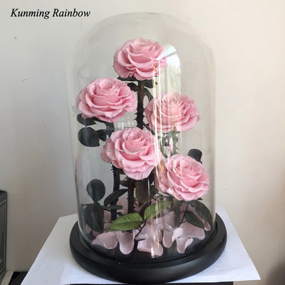 Five-5 Preserved Rose In Glass Dome-Pink Color