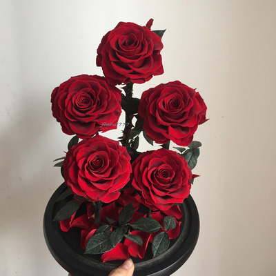 Five-5 Preserved Rose In Glass Dome-Dark Red