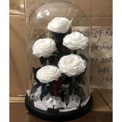 Five-5 Preserved Rose In Glass Dome-White Color