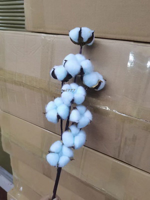 Cotton Flower-Long stem Blue