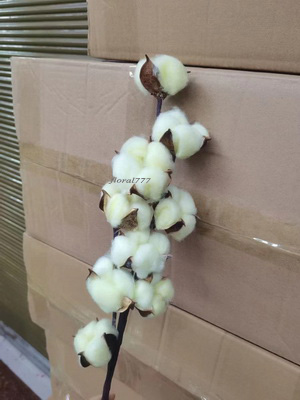 Cotton Flower-Long stem White