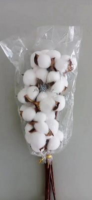 Cotton Flower-10 Stems White