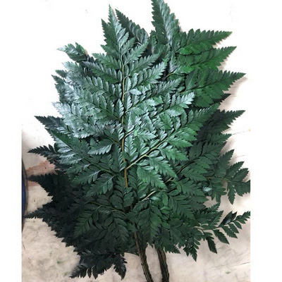 Flat Alpine Fern Leaves-02