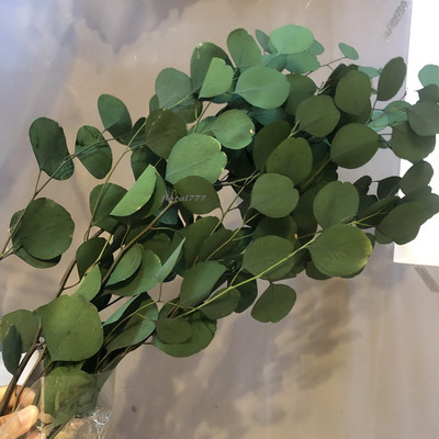 Preserved Eucalyptus-10