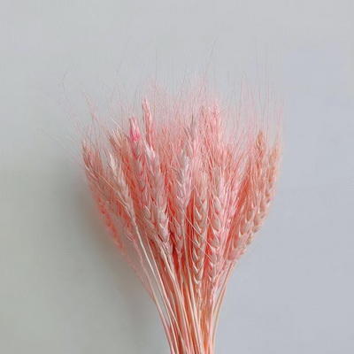 Dried Wheat Flower-10