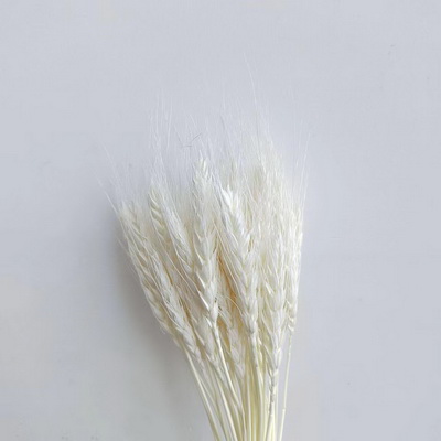 Dried Wheat Flower-09