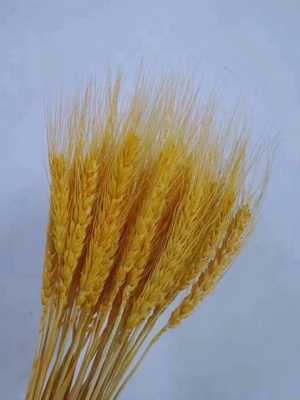 Dried Wheat Flower-03