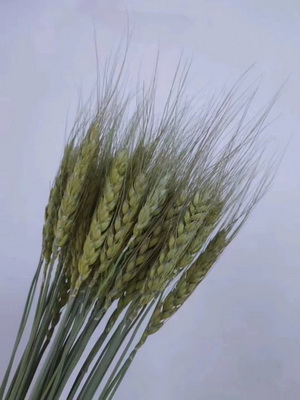 Dried Wheat Flower-08