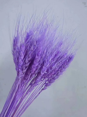 Dried Wheat Flower-05