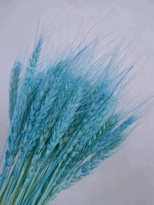 Dried Wheat Flower-07