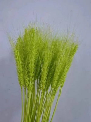 Dried Wheat Flower-04