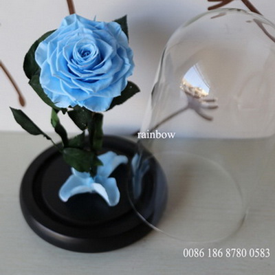 Preserved Rose in glass-12