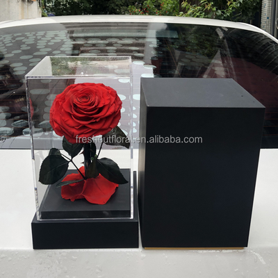 Preserved Rose With Stem In Acrylic box-23