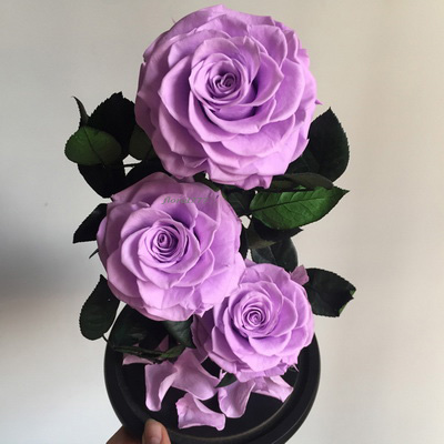 Three-3 Preserved Rose In Glass Dome-light Pink Purple +black gift boxe