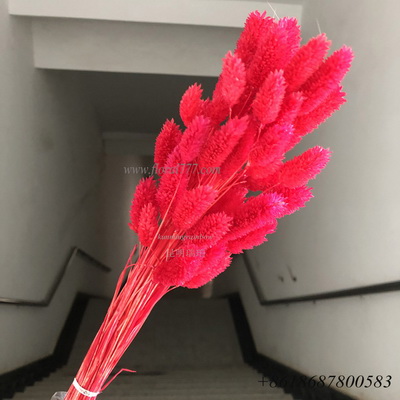 Dried Jewelweed Grass Flower-red color