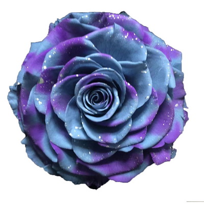 9-10CM Two-tone Preserved Rose head-37