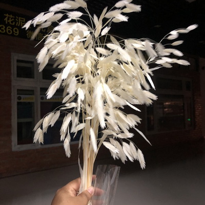 preserved Chasmanthium latifolium Grass in white color (bleached)