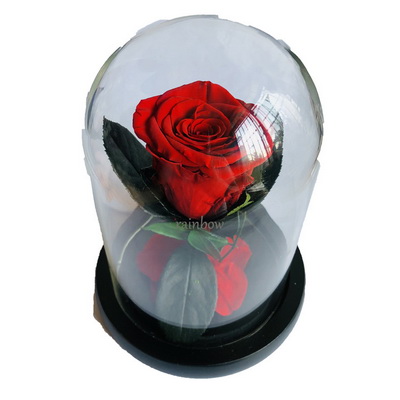 Preserved Rose in Mini Glass Dome-06