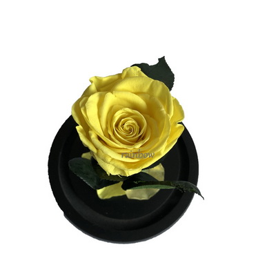Preserved Rose in Mini Glass Dome-05