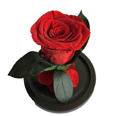 Preserved Rose in Mini Glass Dome-02