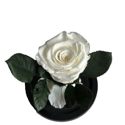 Preserved Rose in Mini Glass Dome-08