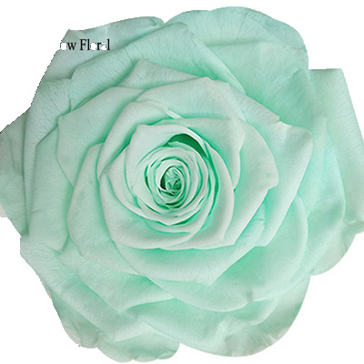 9-10CM Big Size preserved Rose head(1pcs-box)-06